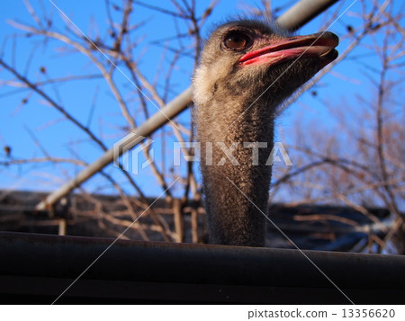 Ostrich Ostrich 13356620