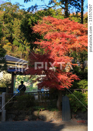 Autumn leaves of Kamakura Palace 13357097