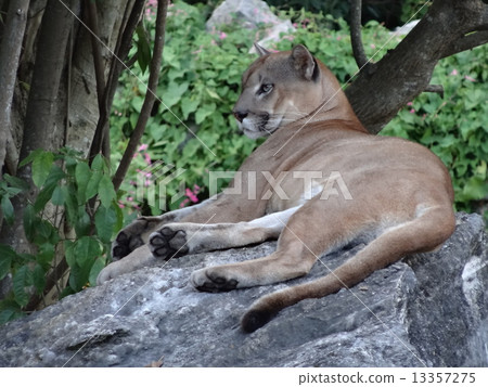 Sharkare Puma Sharkare Puma 13357275
