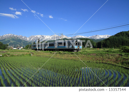 Ozo line · early summer 13357544