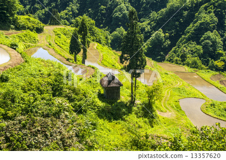 等待米種植的稻田 等待米種植的稻田 13357620