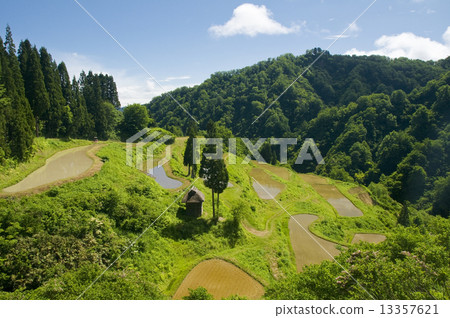 Rice paddy waiting for rice planting Rice paddy waiting for rice planting 13357621