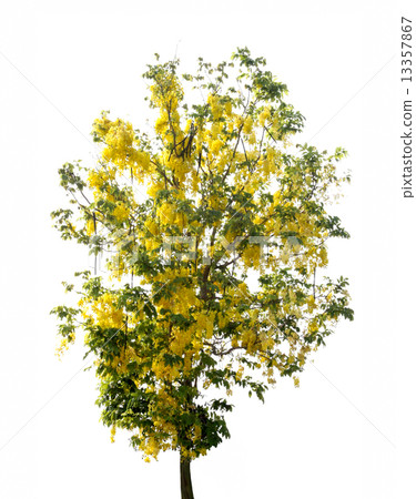cassia flower tree 13357867
