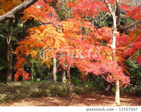 Autumn leaves in late autumn 13357997