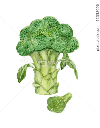 broccoli 13358096