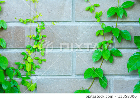 The Green Creeper Plant on the Wall 13358300