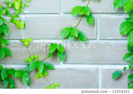 The Green Creeper Plant on the Wall The Green Creeper Plant on the Wall 13358301