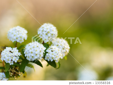 Small hand gimp 13358316