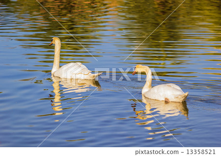 Two white swans 13358521