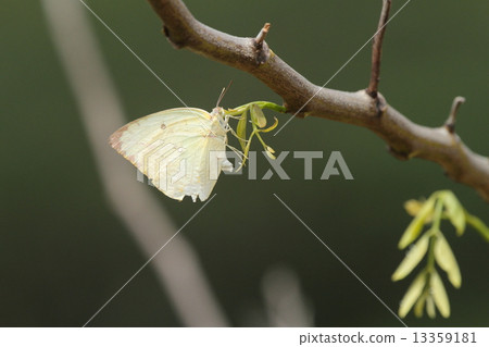生物昆蟲杜鵑花巨型狐狸,在溫暖的冬天,雌性在Nambang saikachi的葉子上產卵② 生物昆蟲杜鵑花巨型狐狸,在溫暖的冬天,雌性在Nambang saikachi的葉子上產卵② 13359181