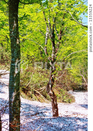 Snow and Buna of sunlight at Mount Kurikoma 13359224