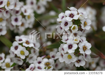 Alicyam花和雨滴 13359278