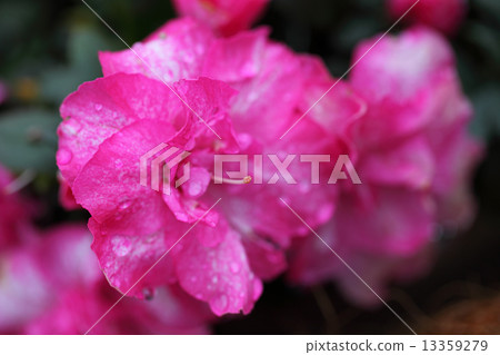 杜鵑花和雨滴 杜鵑花和雨滴 13359279