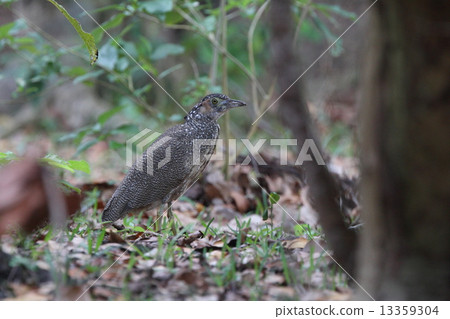 Living things Birds Zugromizogoyi, young birds feeding in the daytime in the forest near the beach with crowd ② 13359304