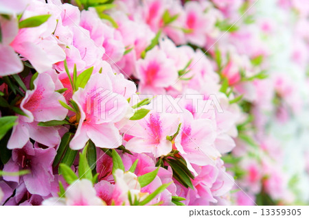 Azalea in full bloom in full bloom Azalea in full bloom in full bloom 13359305