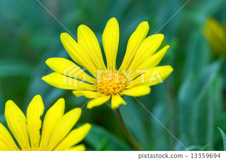 雜色菊·Regence ,,雜色菊·檸檬餡餅，飾品菊花，菊科，南非 13359694