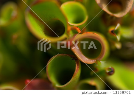 Herrianfola Nutans,萱草科,南美圭亞那高地,桌山 Herrianfola Nutans,萱草科,南美圭亞那高地,桌山 13359701