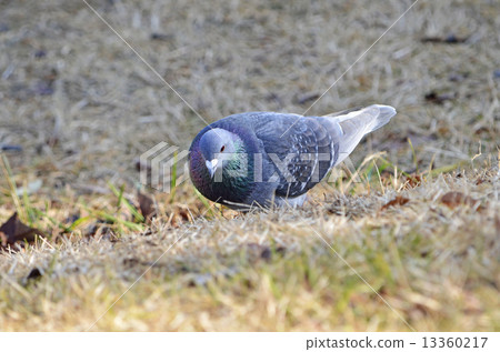 多巴特（鴿子） 13360217