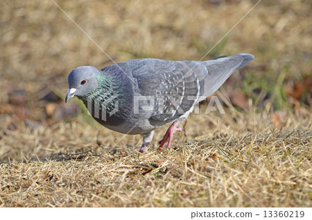 Dobat (dove) 13360219