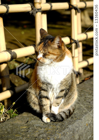 一隻貓 一隻貓 13360436