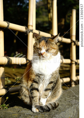 一隻貓 一隻貓 13360437