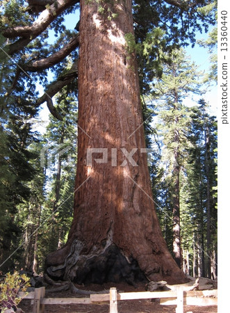 美國約塞米蒂國家公園巨杉森林巨紅杉 美國約塞米蒂國家公園巨杉森林巨紅杉 13360440