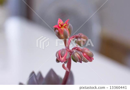 紫色花花☆ 紫色花花☆ 13360441