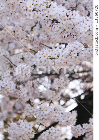 櫻桃樹盛開圖像 13360720