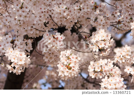 櫻桃樹盛開圖像 13360721