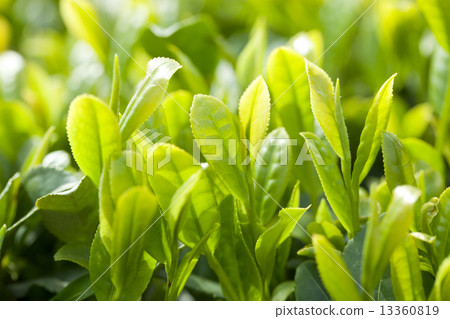茶葉 13360819
