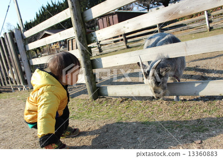 Animals and children 13360883