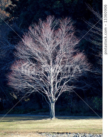 Katsura's dead tree Katsura's dead tree 13360906