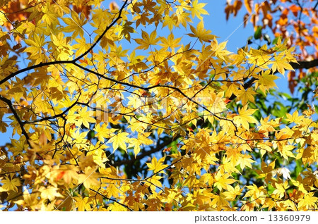 Acer palmatum 13360979