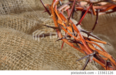 crown of thorns crown of thorns 13361126