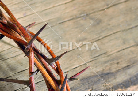 crown of thorns crown of thorns 13361127