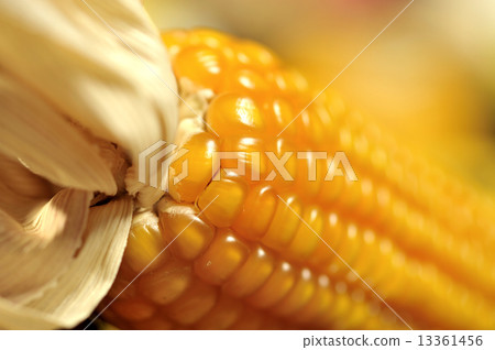 corn cob corn cob 13361456