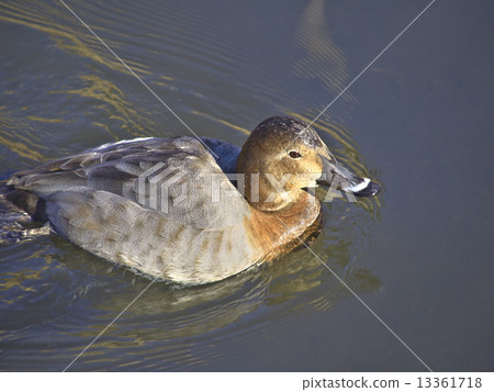 紅頭潛鴨 紅頭潛鴨 13361718
