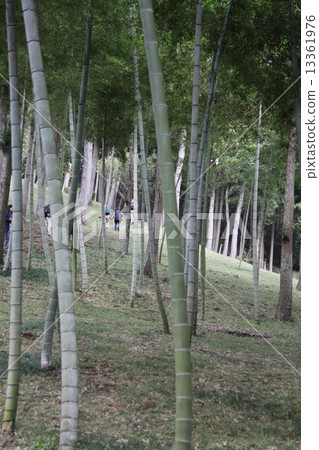 Shade of tree Shade of tree 13361976