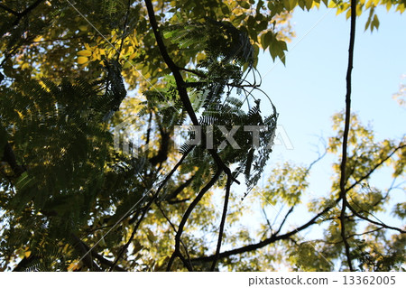 樹的陰影 13362005