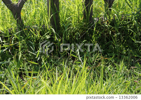 一個分支 13362006