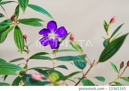 No flower flowers No flower flowers 13362165