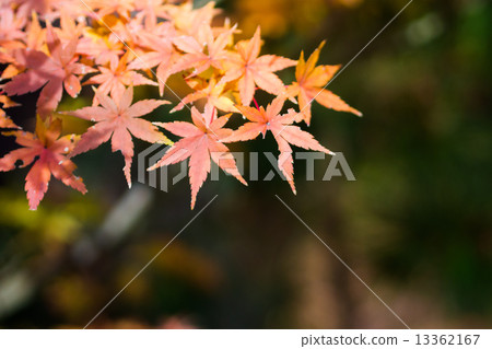 槭樹色的葉子 槭樹色的葉子 13362167