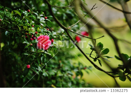 Sasanqua(山花安排) Sasanqua(山花安排) 13362275