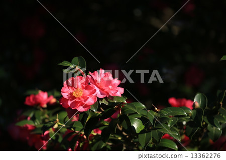 Sasanqua(山花安排) Sasanqua(山花安排) 13362276