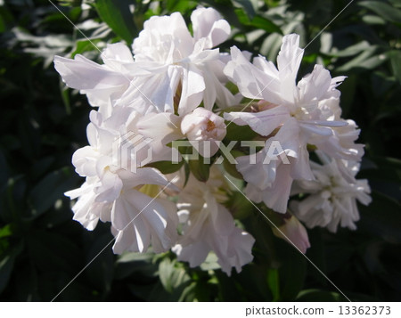 Double-bloom Sabondou-Image (3) 13362373