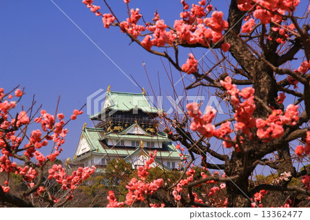 Plum blossoms blooming in Osaka Castle 13362477