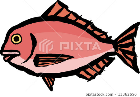 海鯛 海鯛 13362656