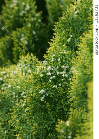 Flowers of konboshi konoshira 13362733