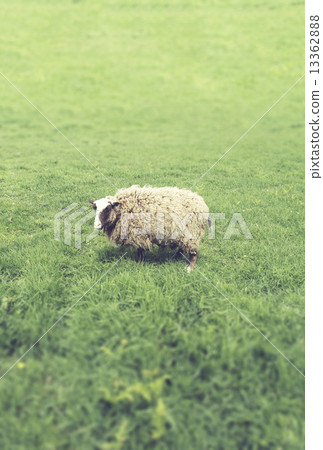 A sheep A sheep 13362888
