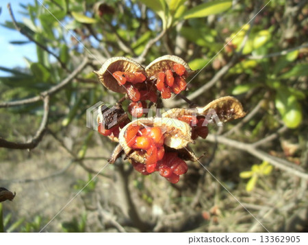 The fruit is split and the seed with red mucus comes out, the fruit of tobella The fruit is split and the seed with red mucus comes out, the fruit of tobella 13362905